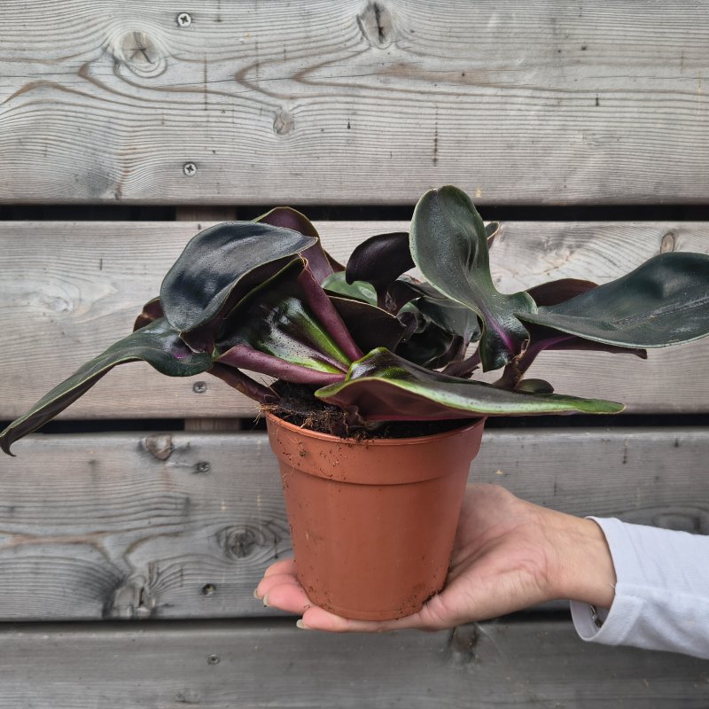 Geogenanthus ciliatus (Geogenanthus ciliatus) ´MIDNIGHT PEARL´ - kont. C1L, výška 15 cm ⌀ 30 cm,